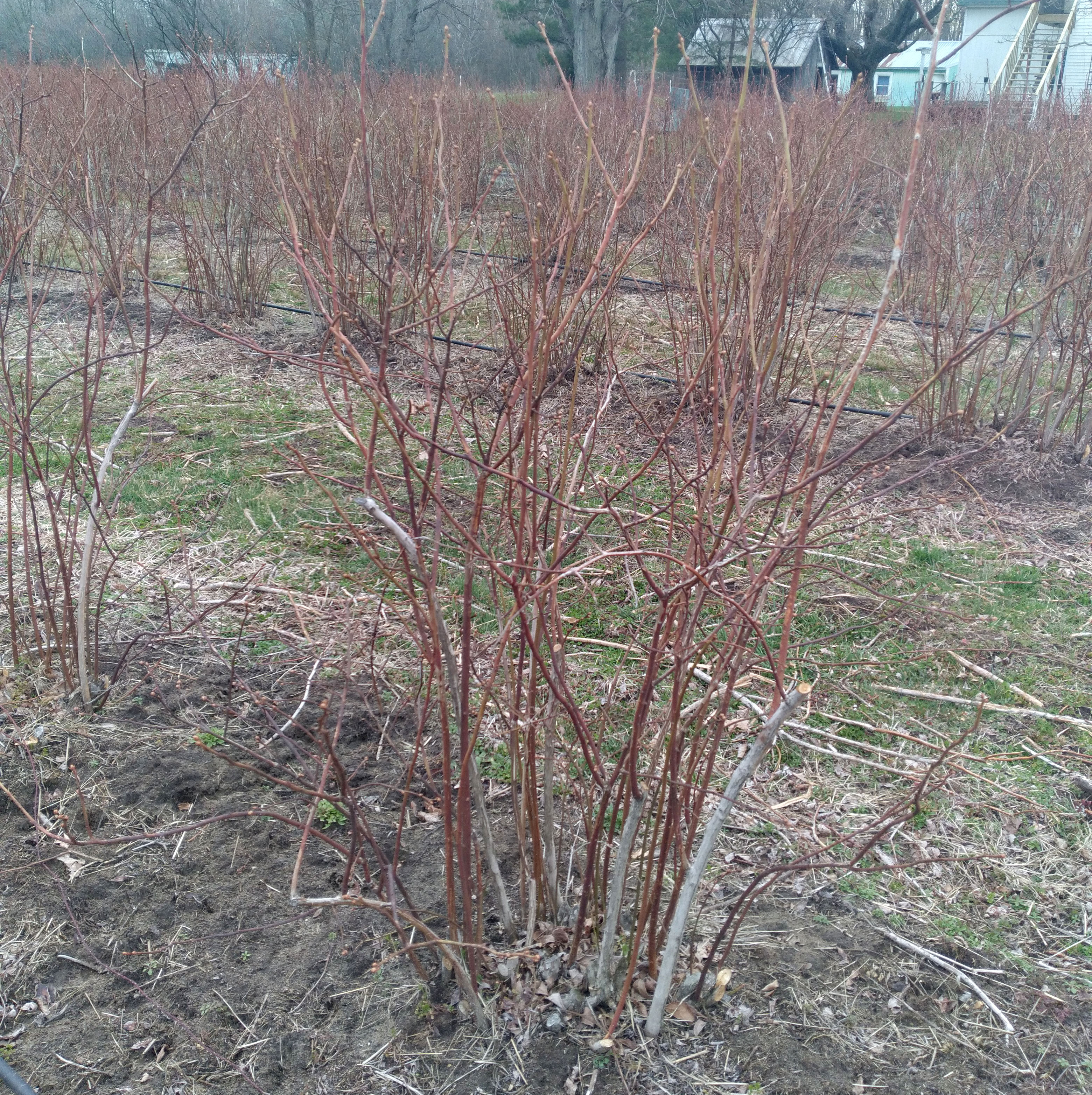 Pruned blueberry bush.